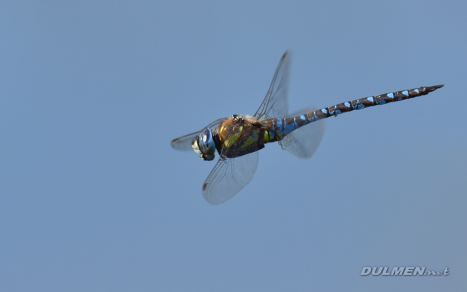 Migrant hawker (Aeshna mixta)